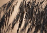 Hush by Cass Walsh — fine art photographic print