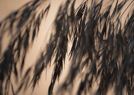 Hush by Cass Walsh — fine art photographic print