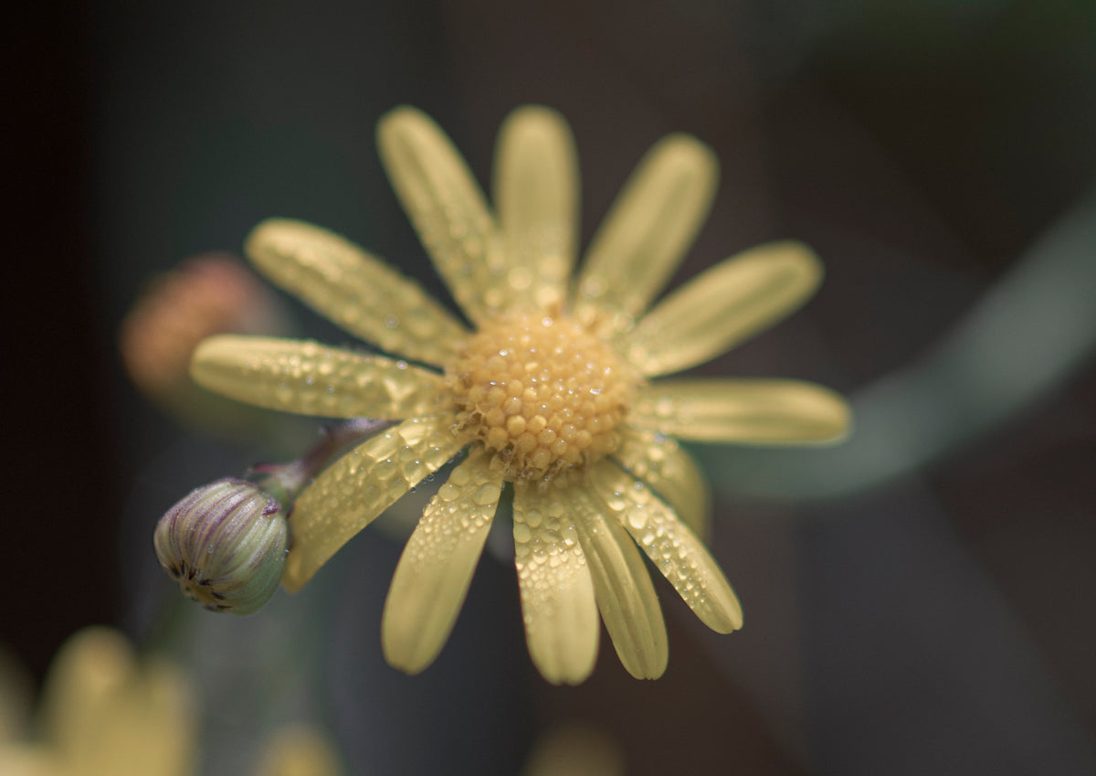Open by Cass Walsh — fine art photographic print