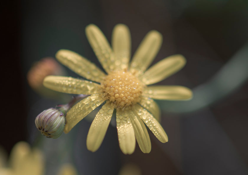 Open by Cass Walsh — fine art photographic print