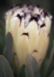 Poise by Cass Walsh — fine art photographic print