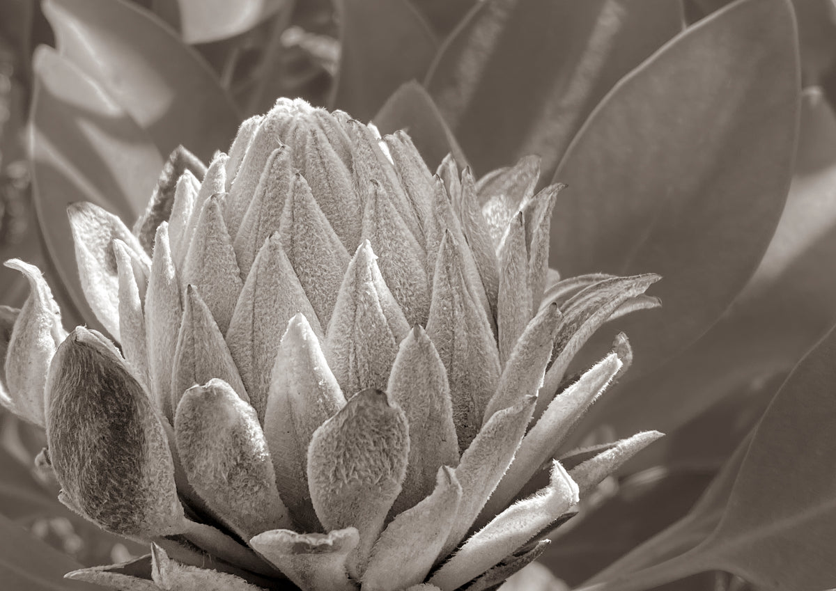 Presence by Cass Walsh — fine art photographic print