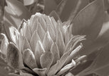 Presence by Cass Walsh — fine art photographic print