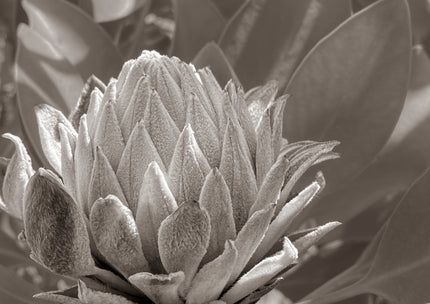 Presence by Cass Walsh — fine art photographic print