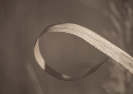 Trace by Cass Walsh — fine art photographic print