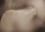 Veil by Cass Walsh — fine art photographic print