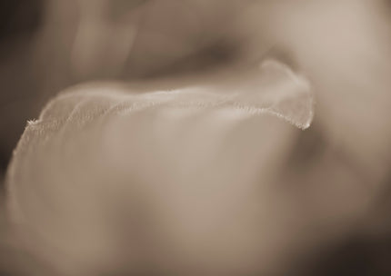 Veil by Cass Walsh — fine art photographic print