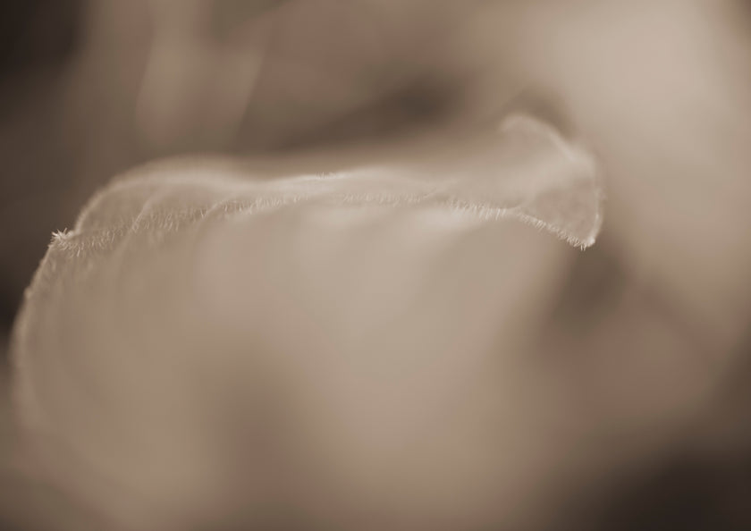 Veil by Cass Walsh — fine art photographic print