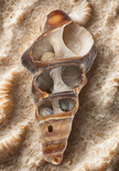 Close-up of broken shell with embedded smaller shells on a textured background