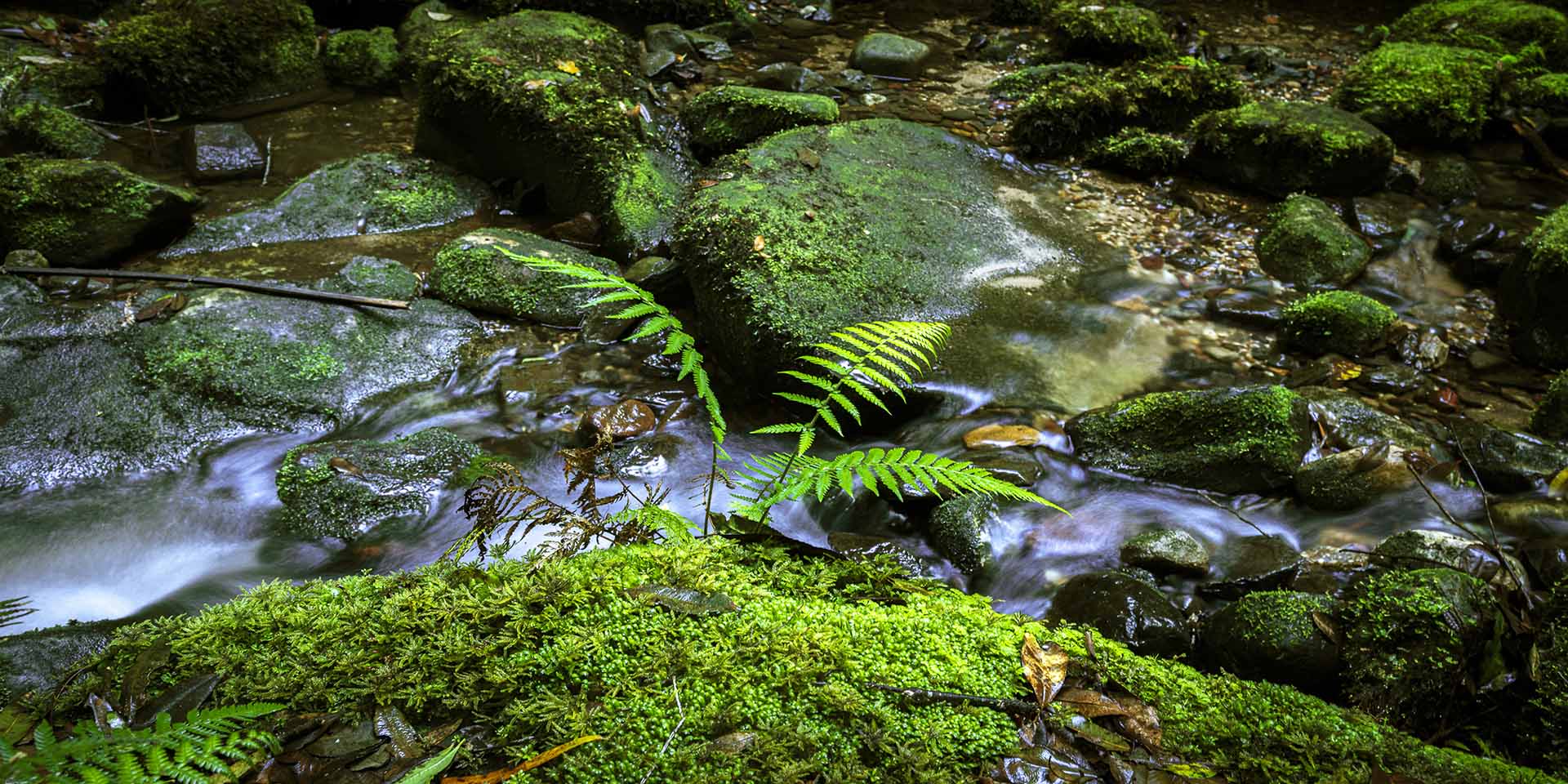 Photograph featuring a stream with mossy boulders and ferns in a forest setting.