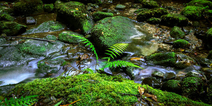 Photograph featuring a stream with mossy boulders and ferns in a forest setting.