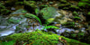 Photograph featuring a stream with mossy boulders and ferns in a forest setting.
