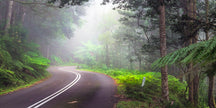 misty winding road in the mountains through lush green rainforest