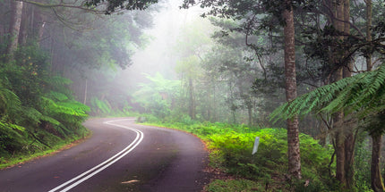 misty winding road in the mountains through lush green rainforest
