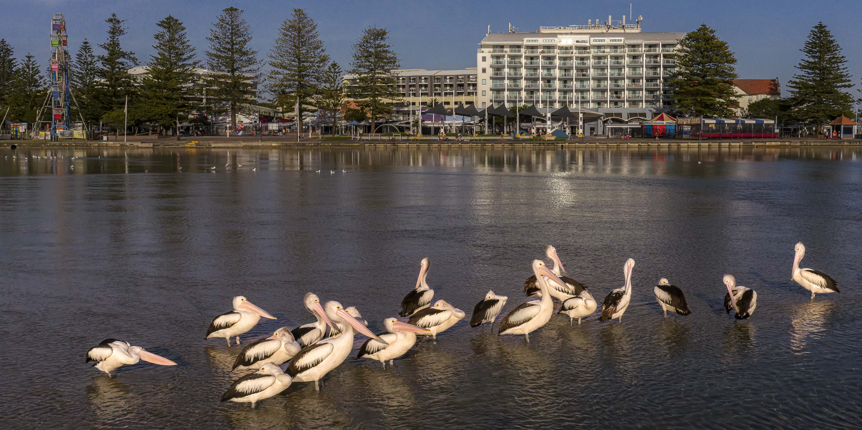Group of pelicans in the water with hotel and park in the background at The Entrance Central Coast NSW