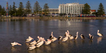 Group of pelicans in the water with hotel and park in the background at The Entrance Central Coast NSW