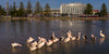 Group of pelicans in the water with hotel and park in the background at The Entrance Central Coast NSW