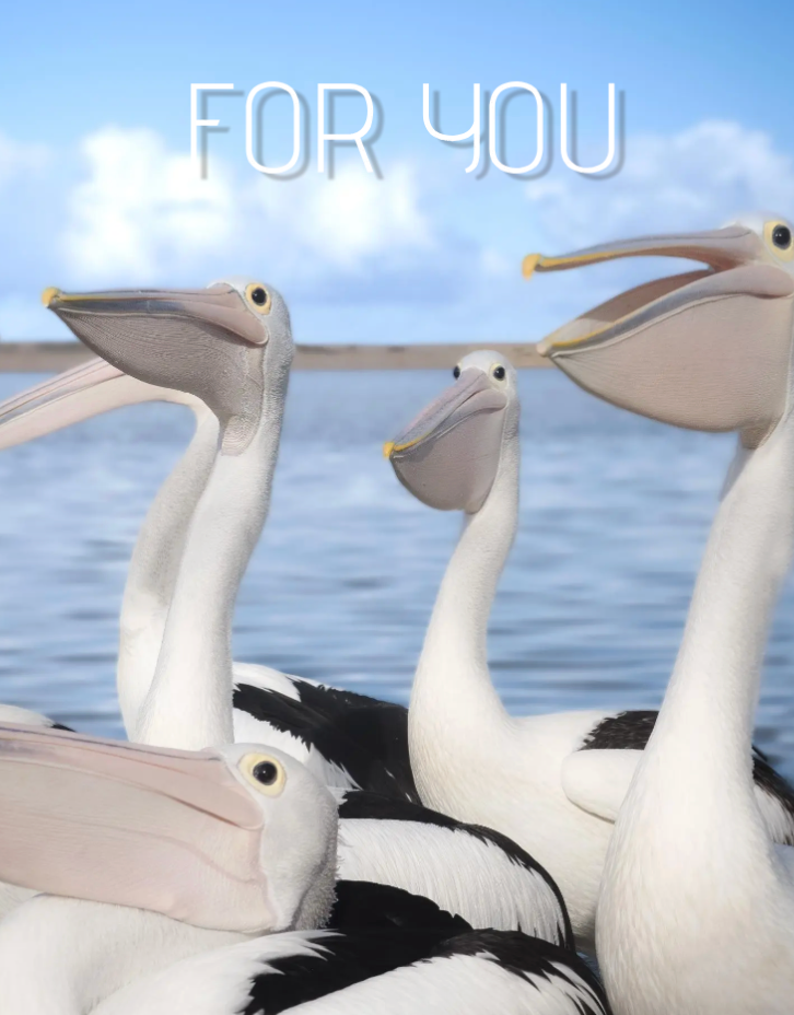 Card with three pelicans on a water background and 'FOR YOU' text.