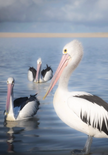 Three pelicans in the water with a clear sky background