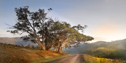 Dirt round in the county with gum trees and misty hills
