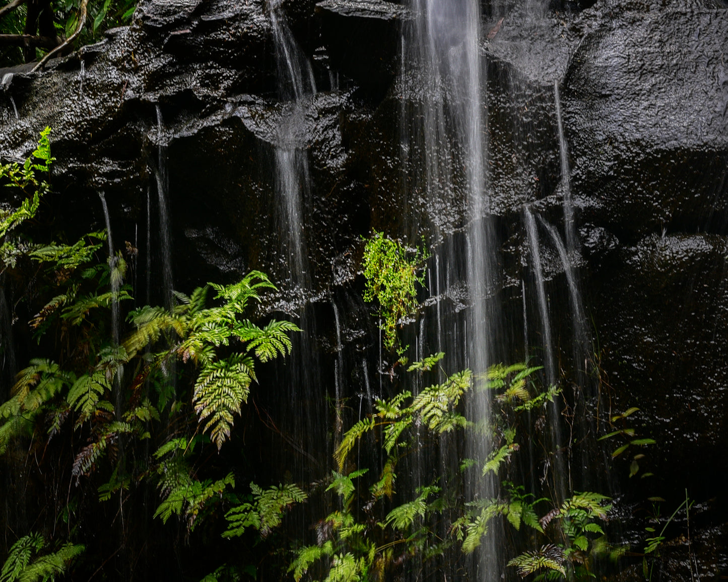 "Veil of Ferns" - Original Australian Fine Art Photograph