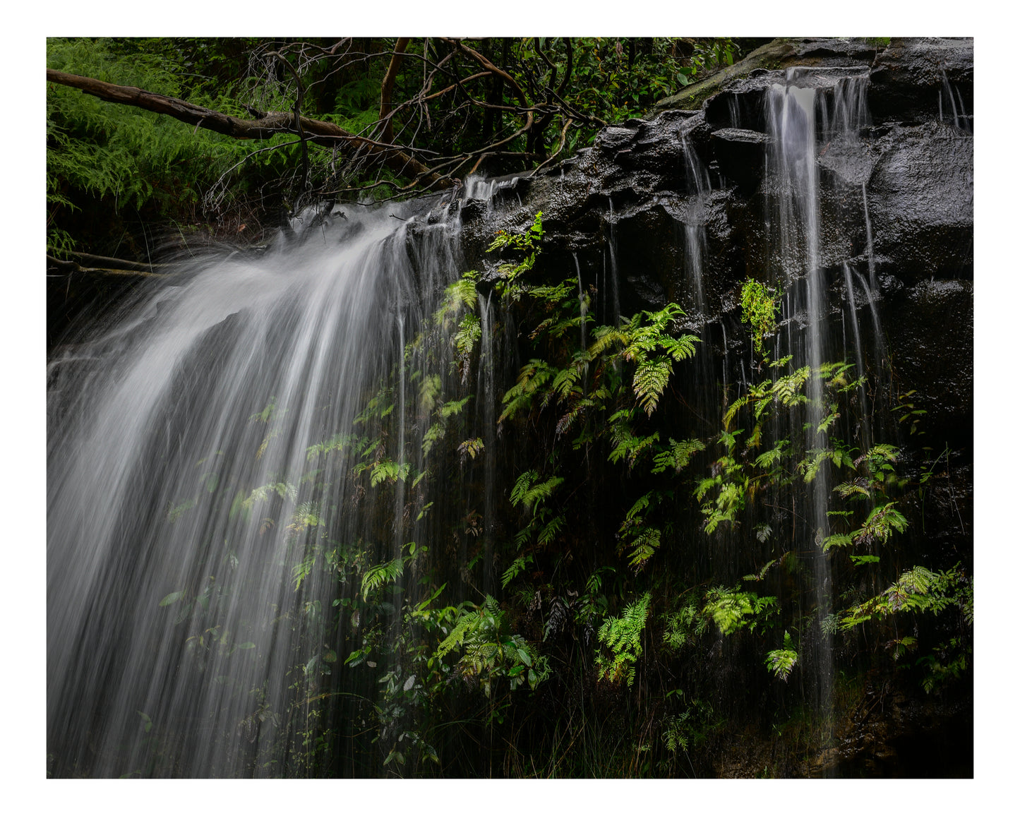 "Veil of Ferns" - Original Australian Fine Art Photograph