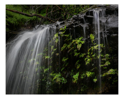 Veil of Ferns